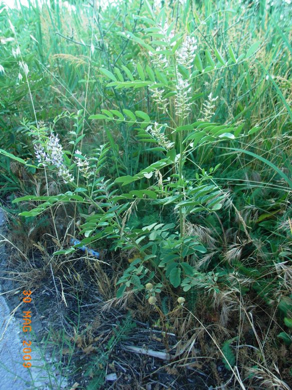 Glycyrrhiza glabra